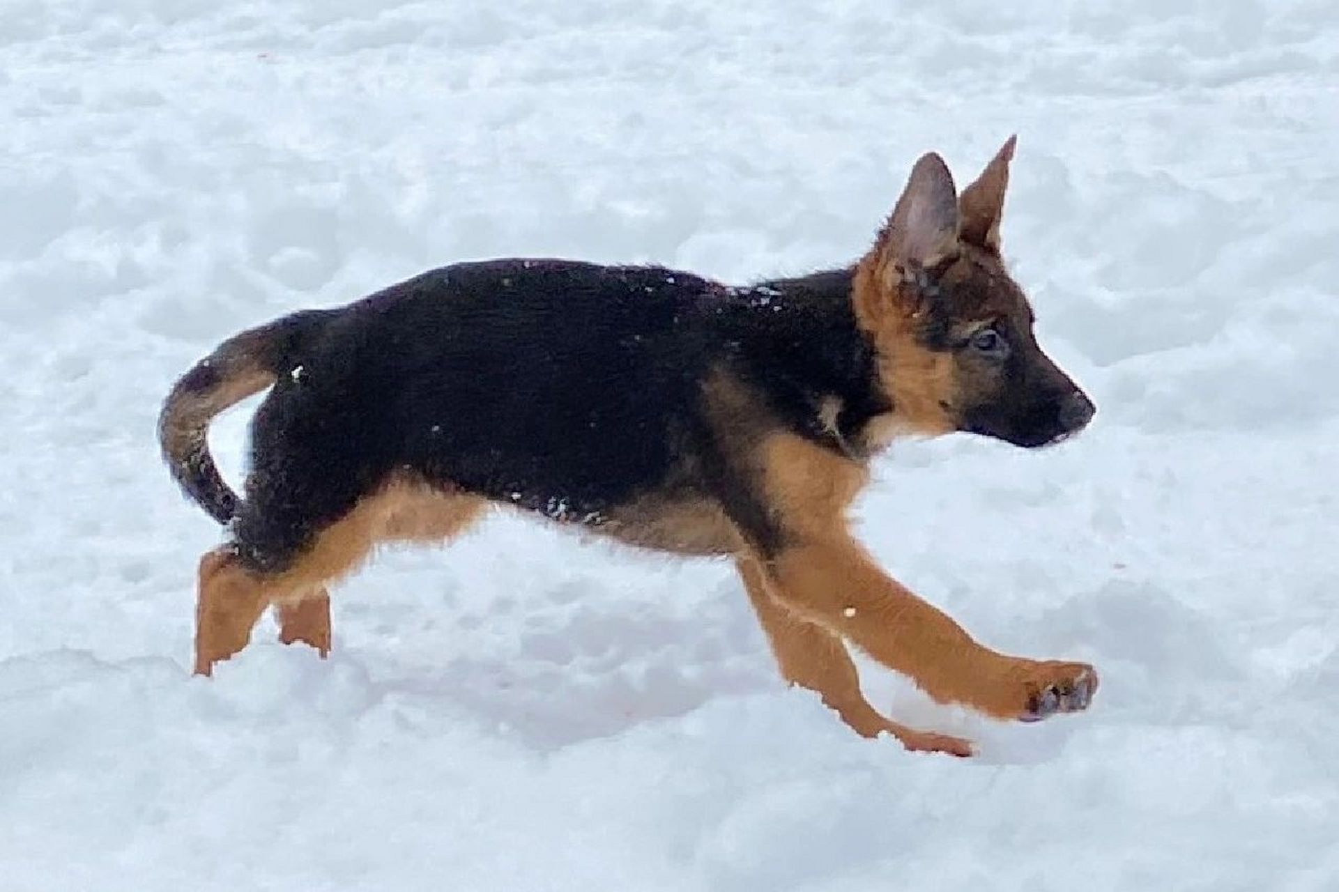 它们无一例外智商都很高,拥有非常优秀的服从性,因此想要拥有德牧的人