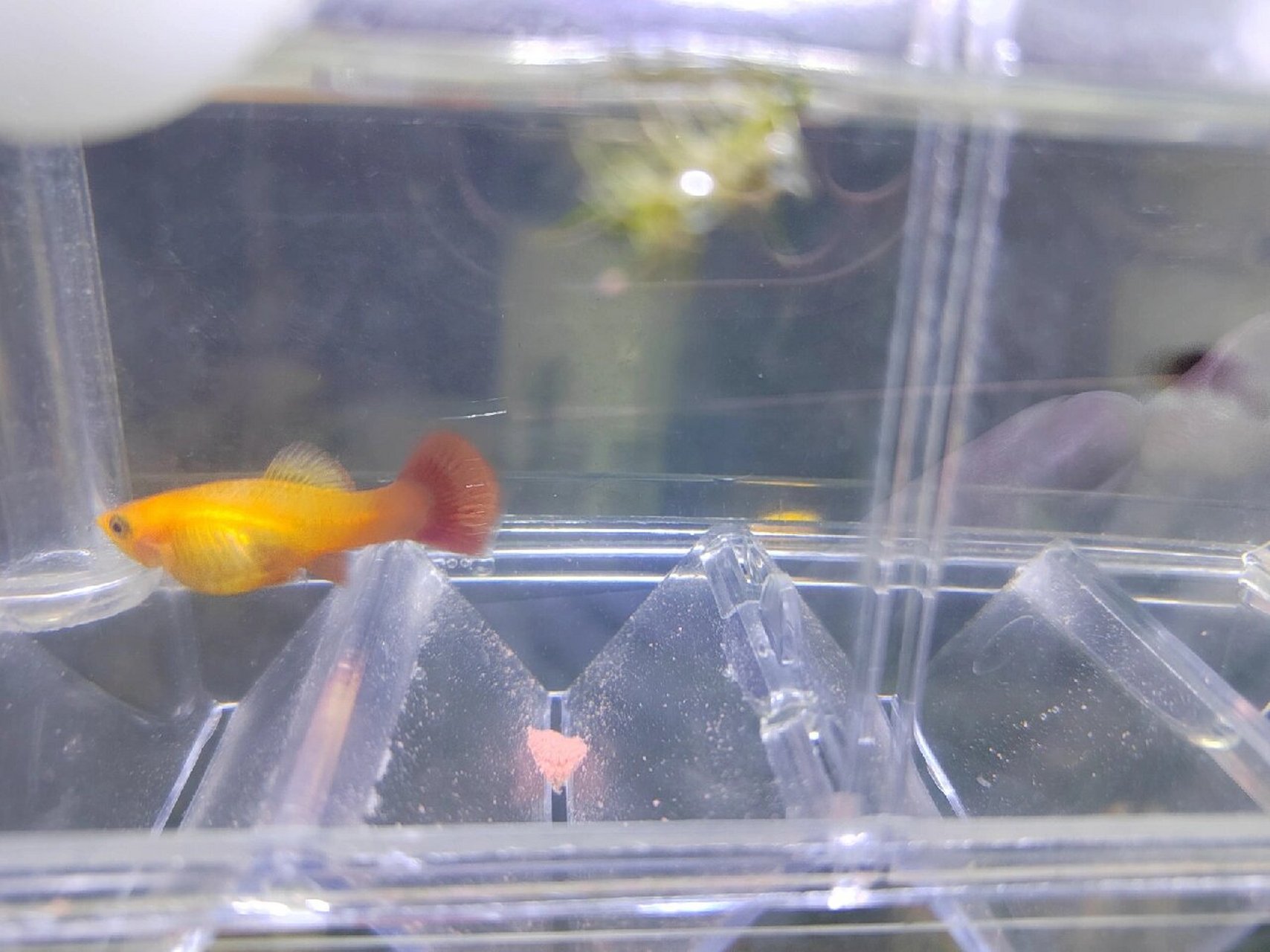 金牡丹鱼怀孕 上周就可以看到小鱼眼睛了,是不是快要生了
