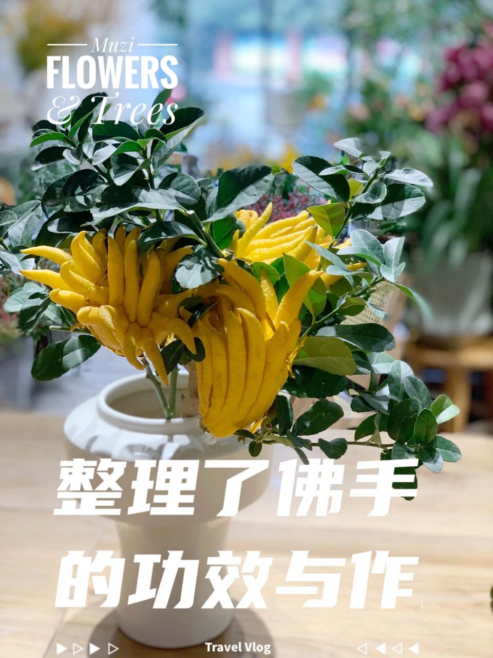 整理了佛手的功效与作用 作为可以鲜切或盆栽 功效与作用 和胃止痛