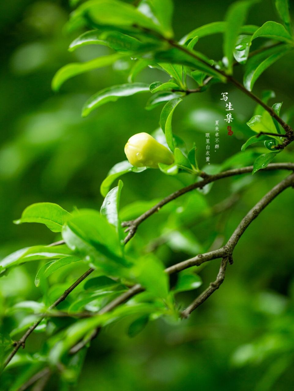 微距# #植物百科# #白石榴花# #石榴花# #野花野草