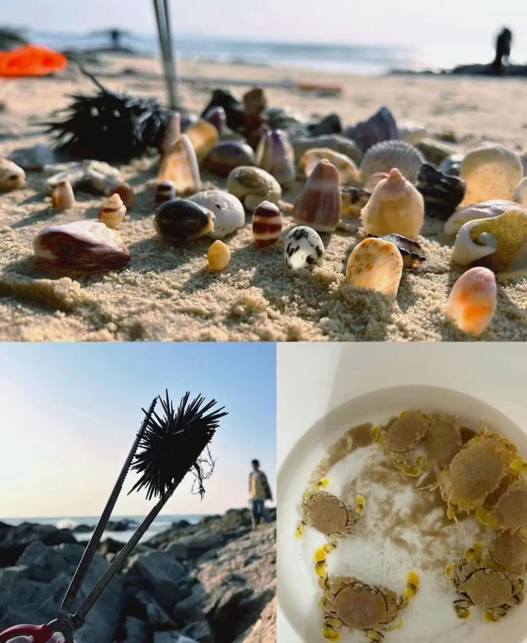 平潭4月份 赶海表来了,快冲 97赶海推荐: 赶海地点:  无人岛(渔获