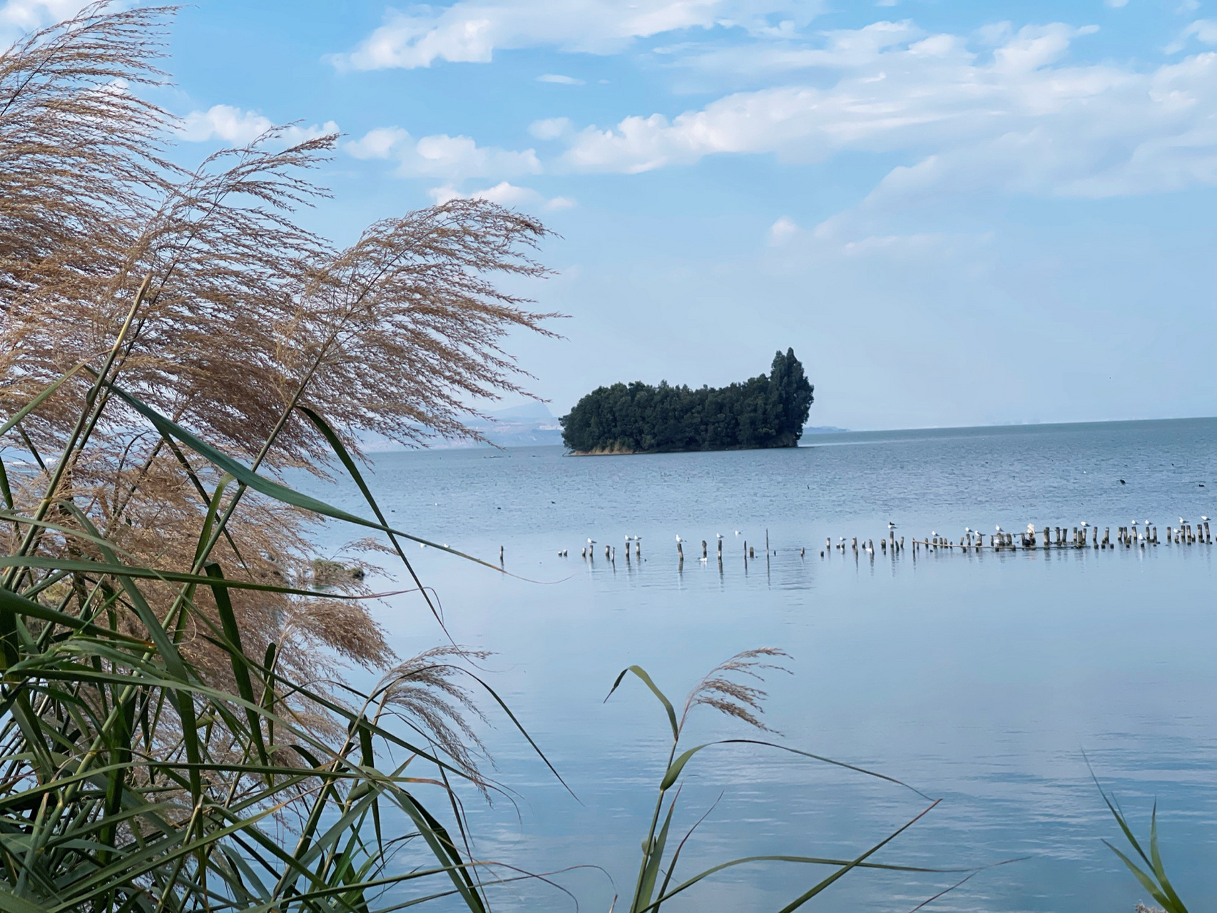 鲸鱼岛 滇池南岸湿地公园停车场往滇池方向走,有一座很可爱的鲸鱼岛.
