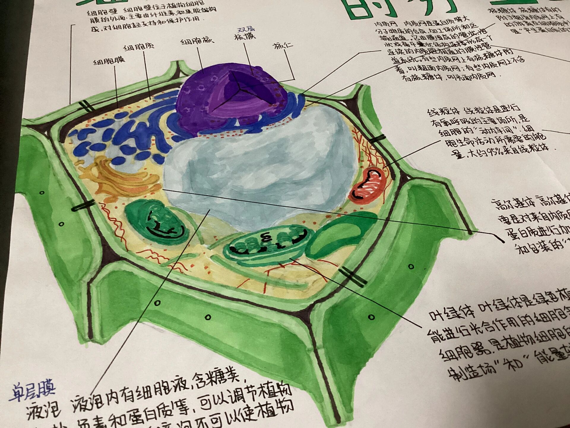 高二生物手抄报版面图片