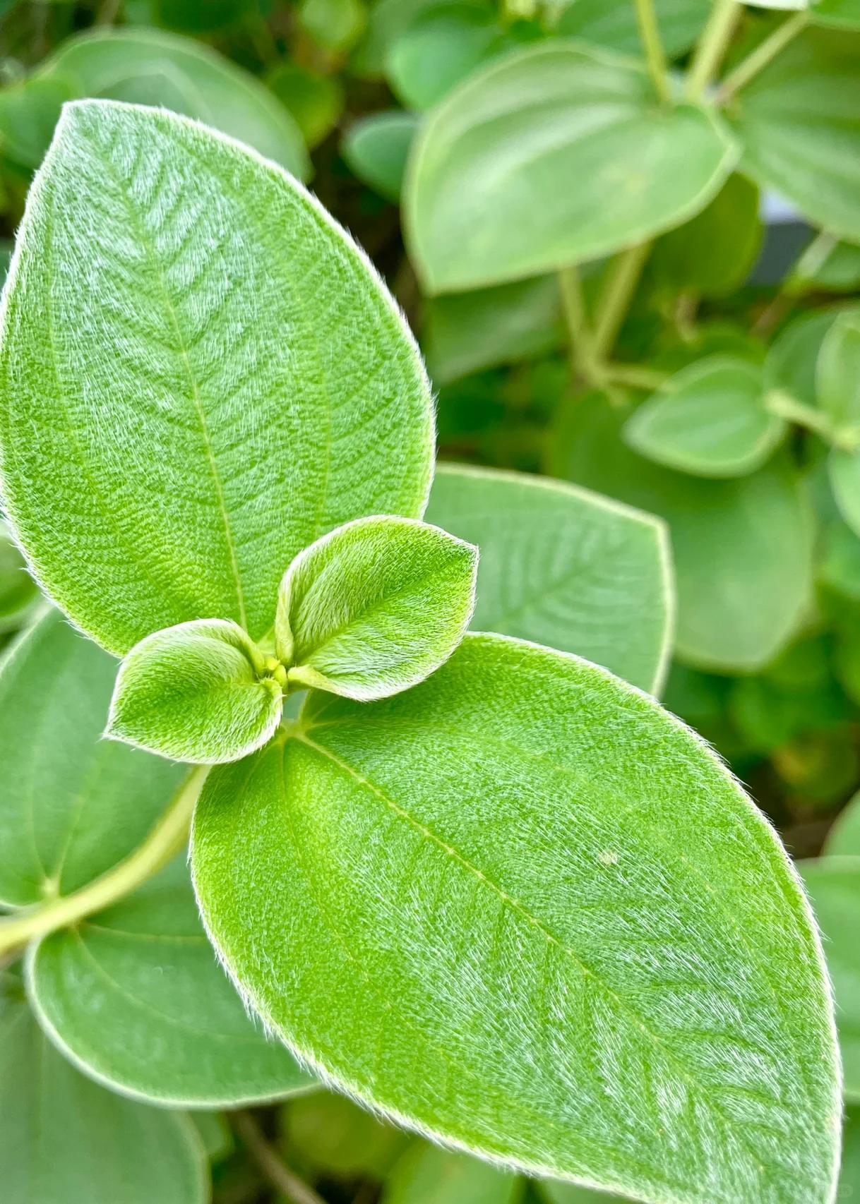 手机微距摄影|银毛野牡丹 银毛野牡丹(tibouchina aspera var.
