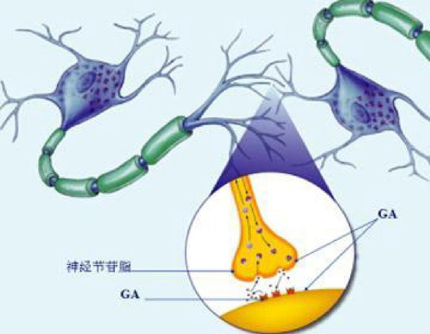 节前神经图片