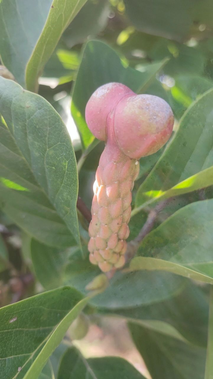 种着很多玉兰树和木兰树,玉兰和木兰不仅春天开花,夏天还会结果