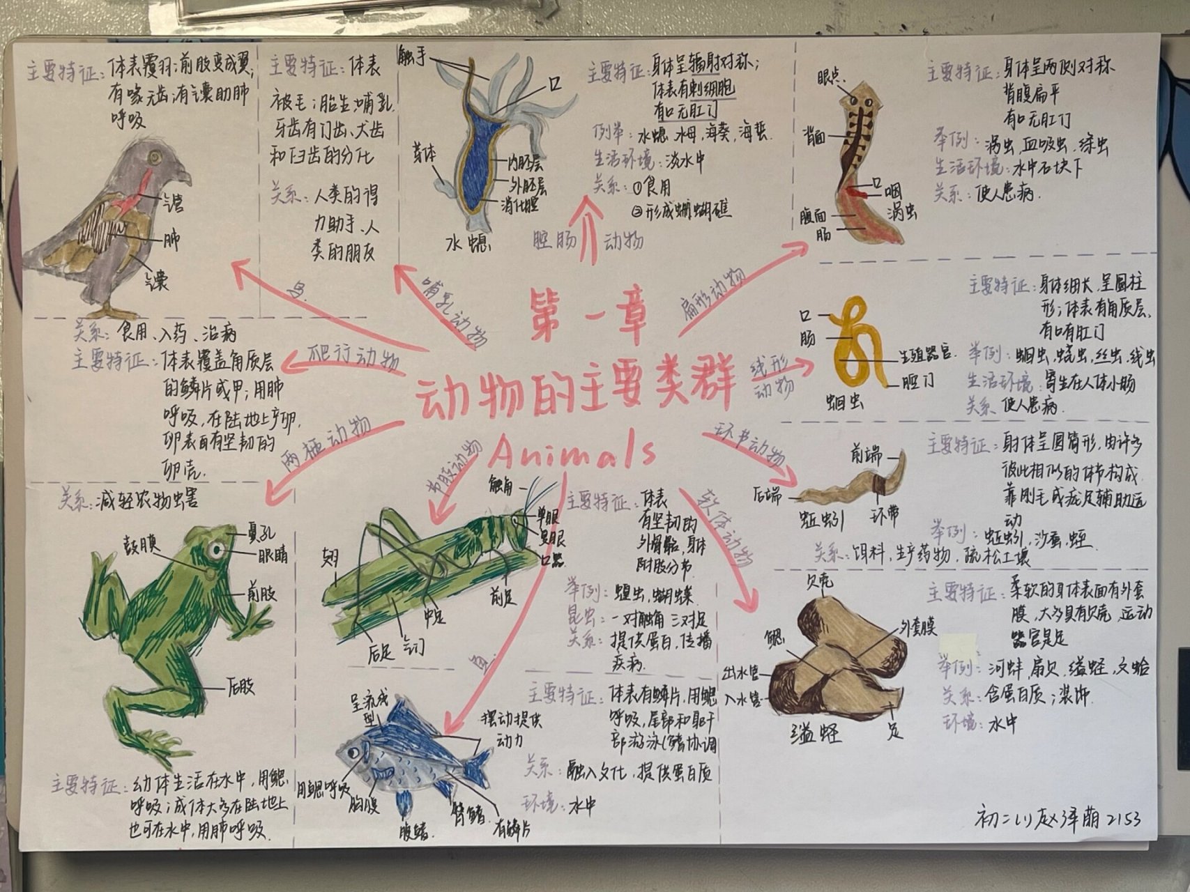 八上生物u1动物的主要类群手抄报 更个小报 绝对原创!