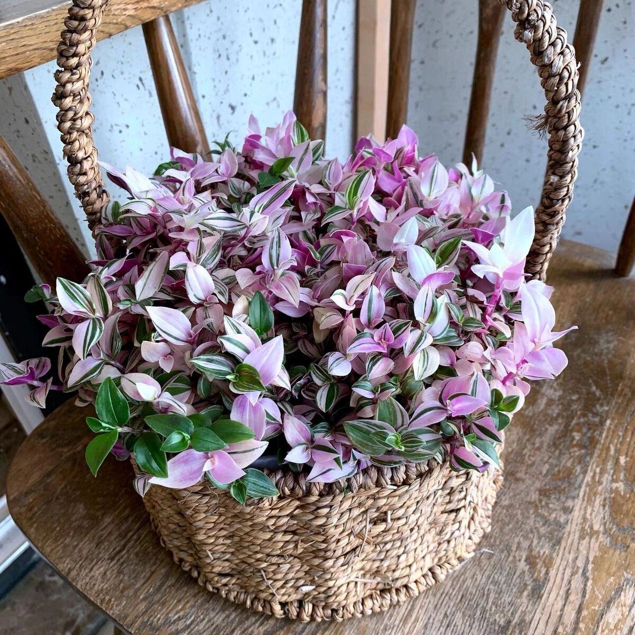 婚纱吊兰锦的夏季养护95 婚纱吊兰锦是粉嫩嫩可爱的多肉植物.