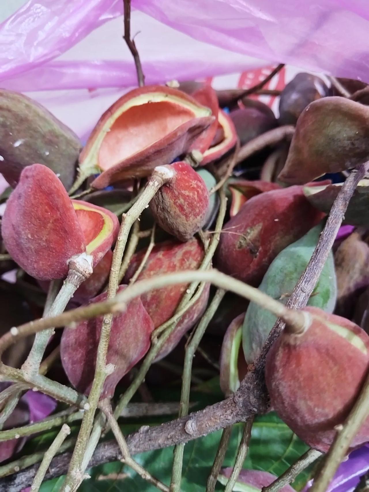 凤尾兰的果猫眼果图片凤尾果子的图片够皮果图片9层皮果的功效与作用