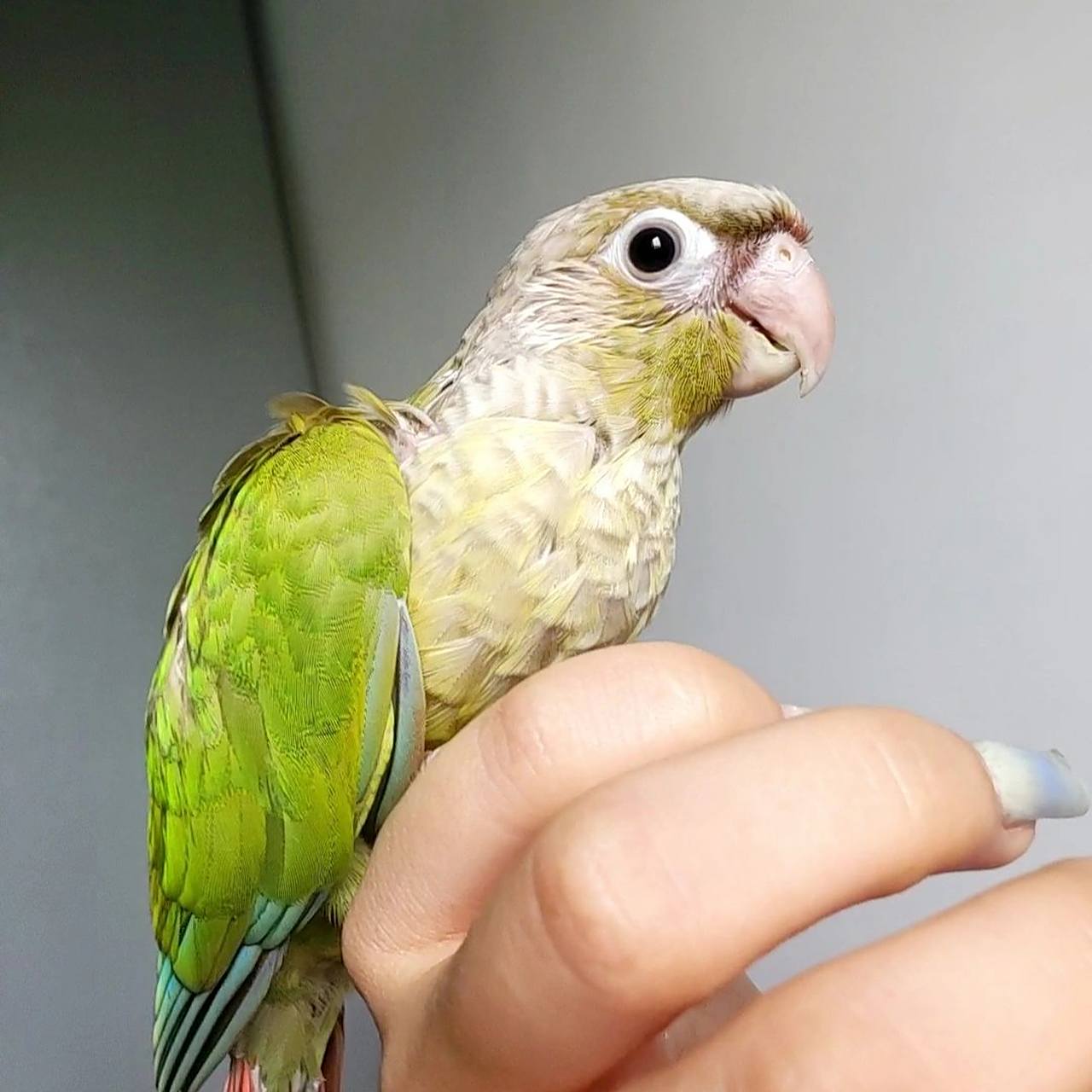小太阳鹦鹉 肉桂色真的绝绝子 基本齐毛的小宝贝 真的太美啦呜呜呜
