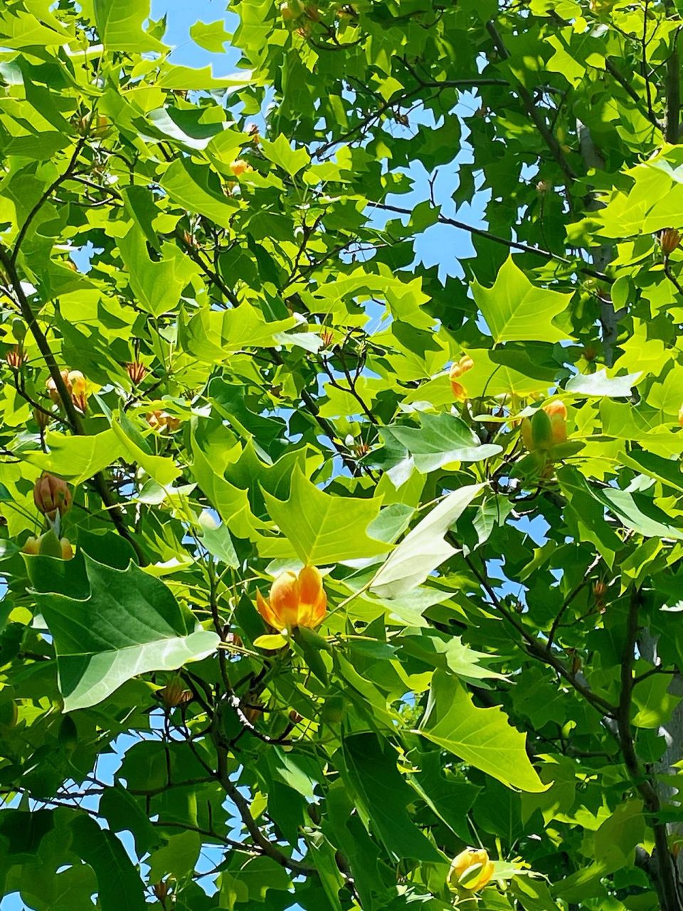 鹅掌楸开花图片图片