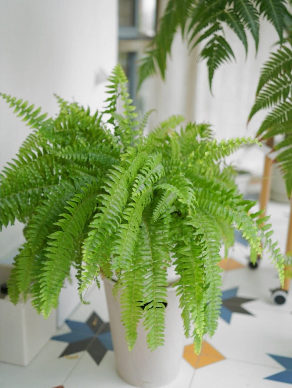 北向阳台,养点观叶植物才能长得好!