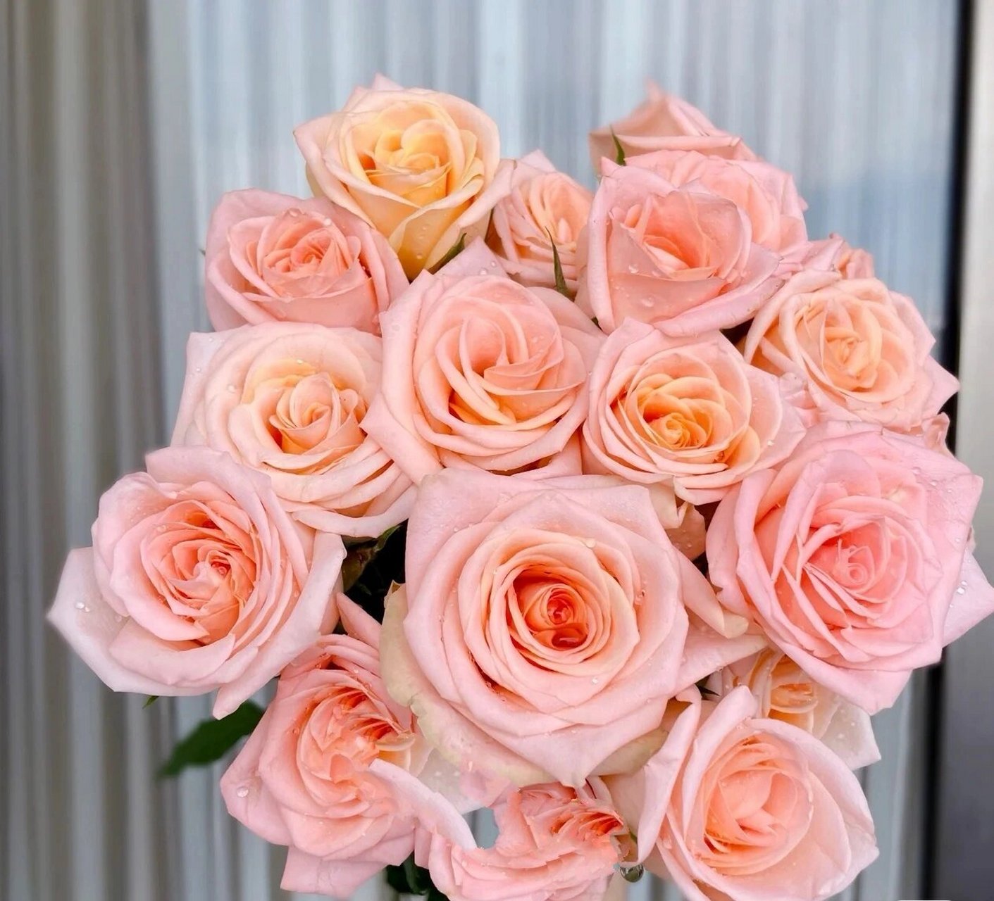 每天认识一种花--柏拉图玫瑰 柏拉图 浪漫的名字,浪漫的颜色,肉粉色