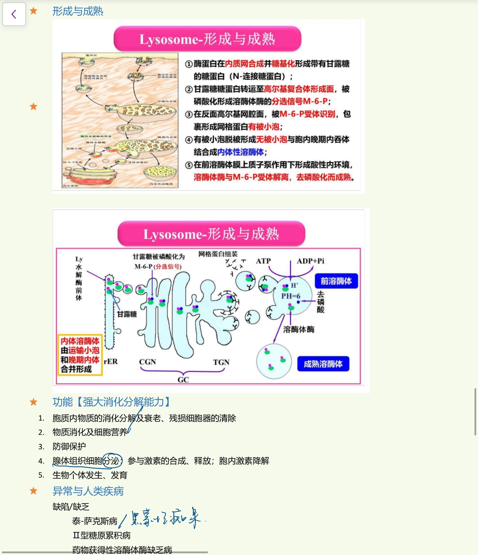 溶酶体的结构和功能图片