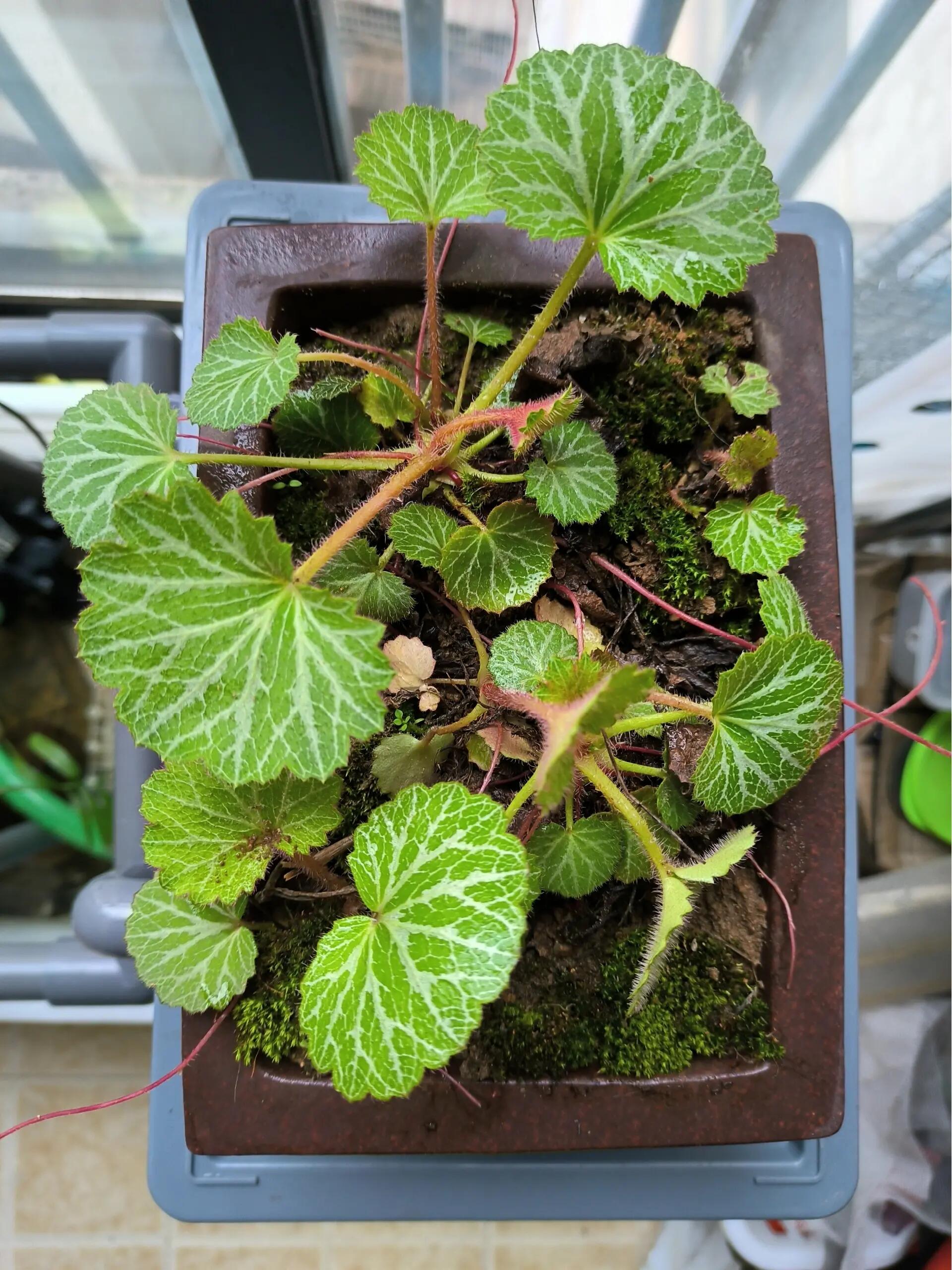 虎耳草/童年回忆