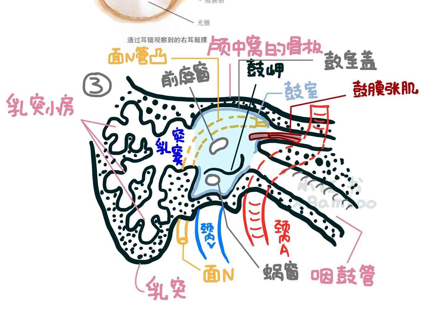 前庭蜗器的解剖结构图图片