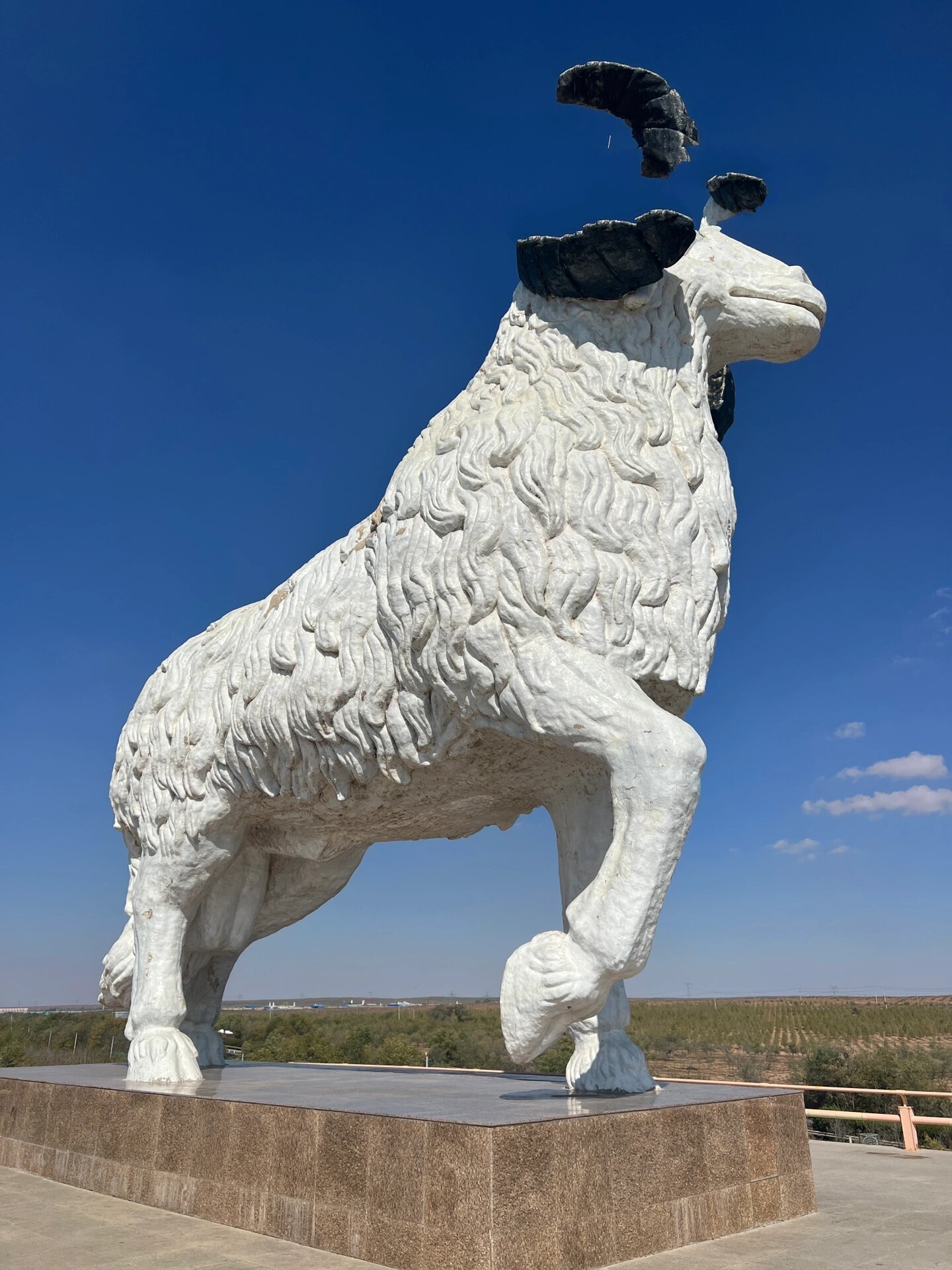 给南方朋友看看我们北方最大的盐池滩羊