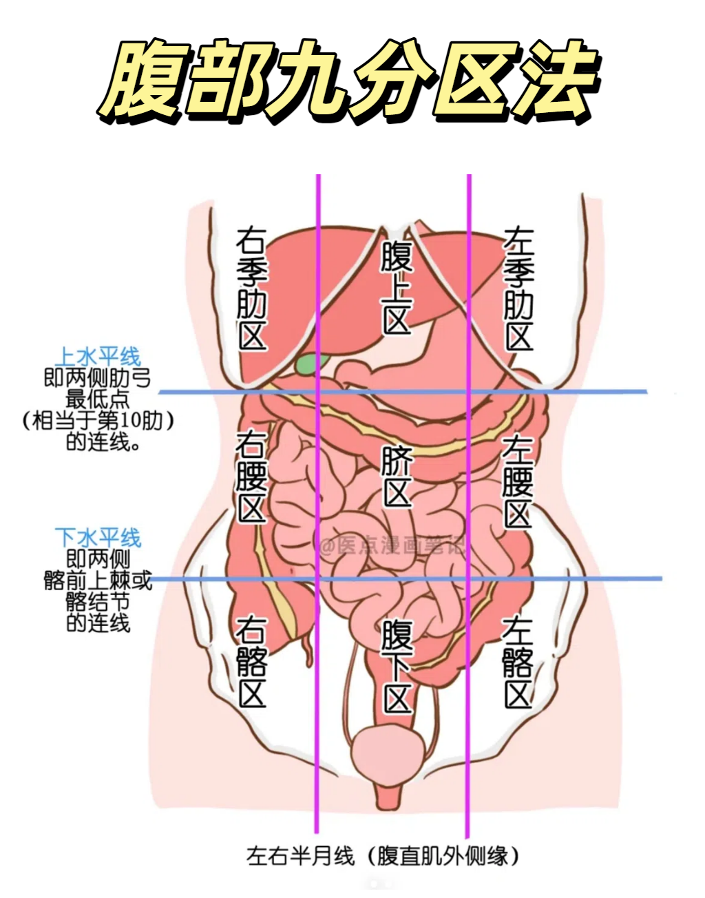 腹部最常用的划分方法是四分区法和九分区法
