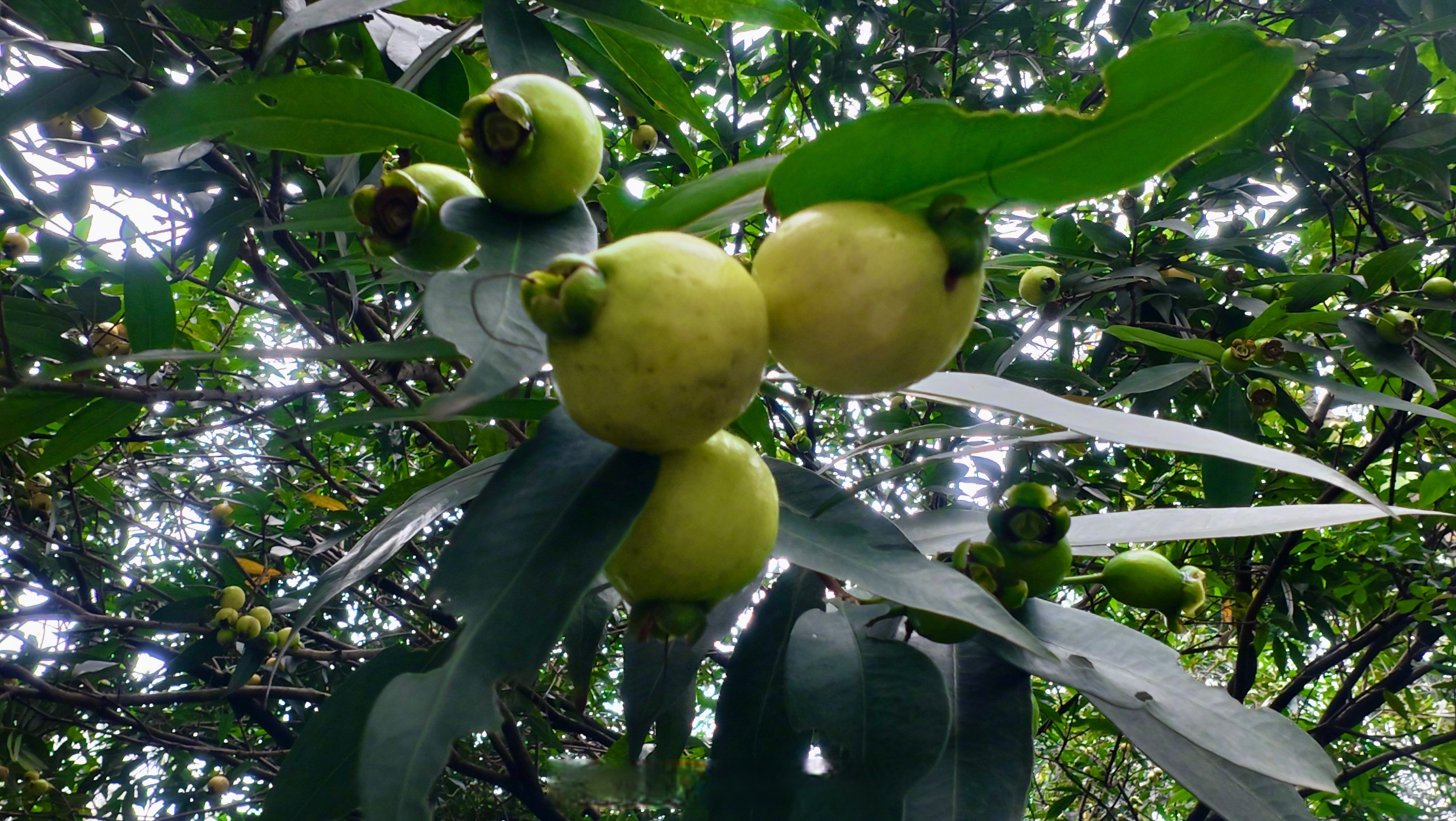 小布夜聊#在你们家,这种果子叫什么名字呀