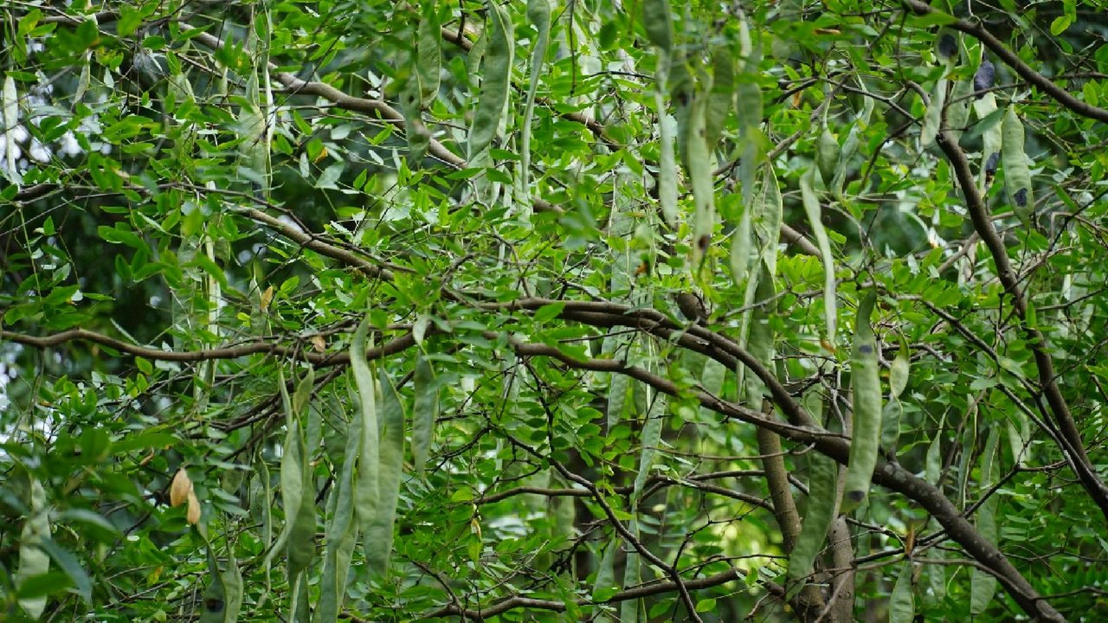 长在树上的豆角树 皂角树|肥皂树  典型的豆科植物|4-5月开花|9-10月
