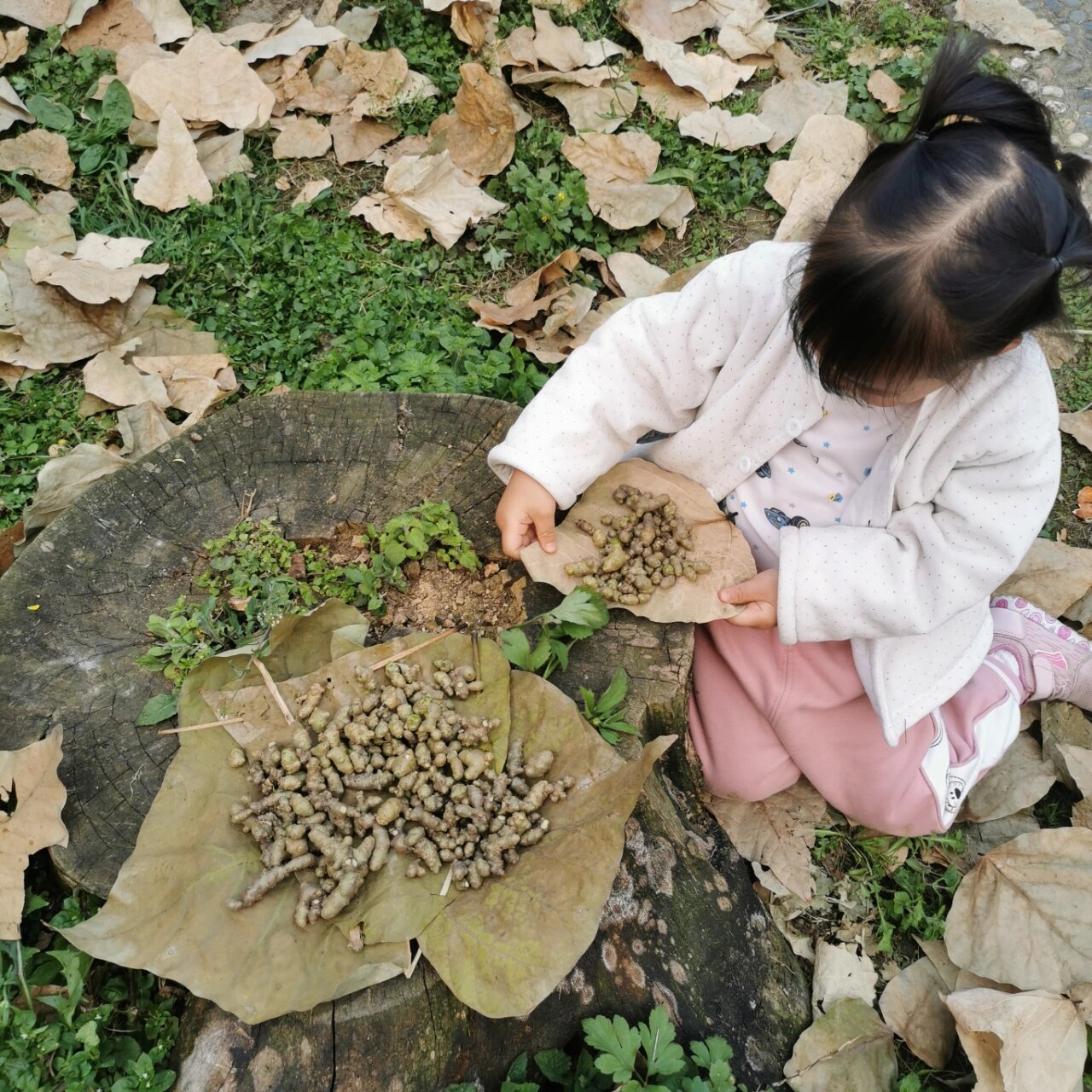 藤三七叶子的正确吃法图片