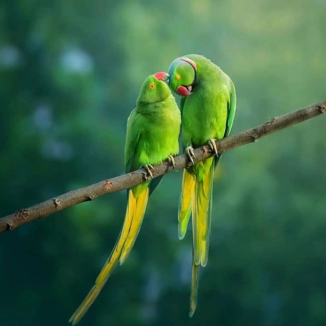 红领绿鹦鹉 #鹦鹉# #鸟类# #保护动物