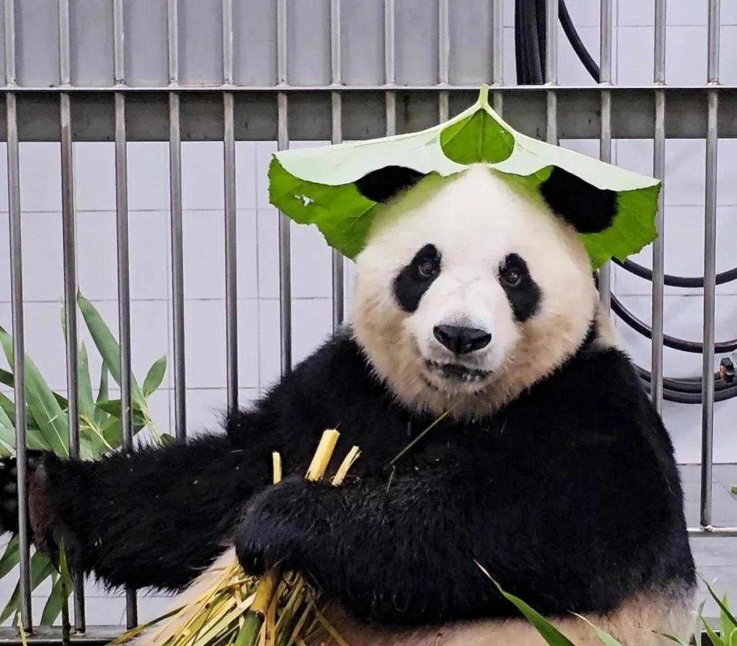 宋宝太会整活了,爱宝女士貌似又圆润了  爱宝真的是个乖乖女,无论宋