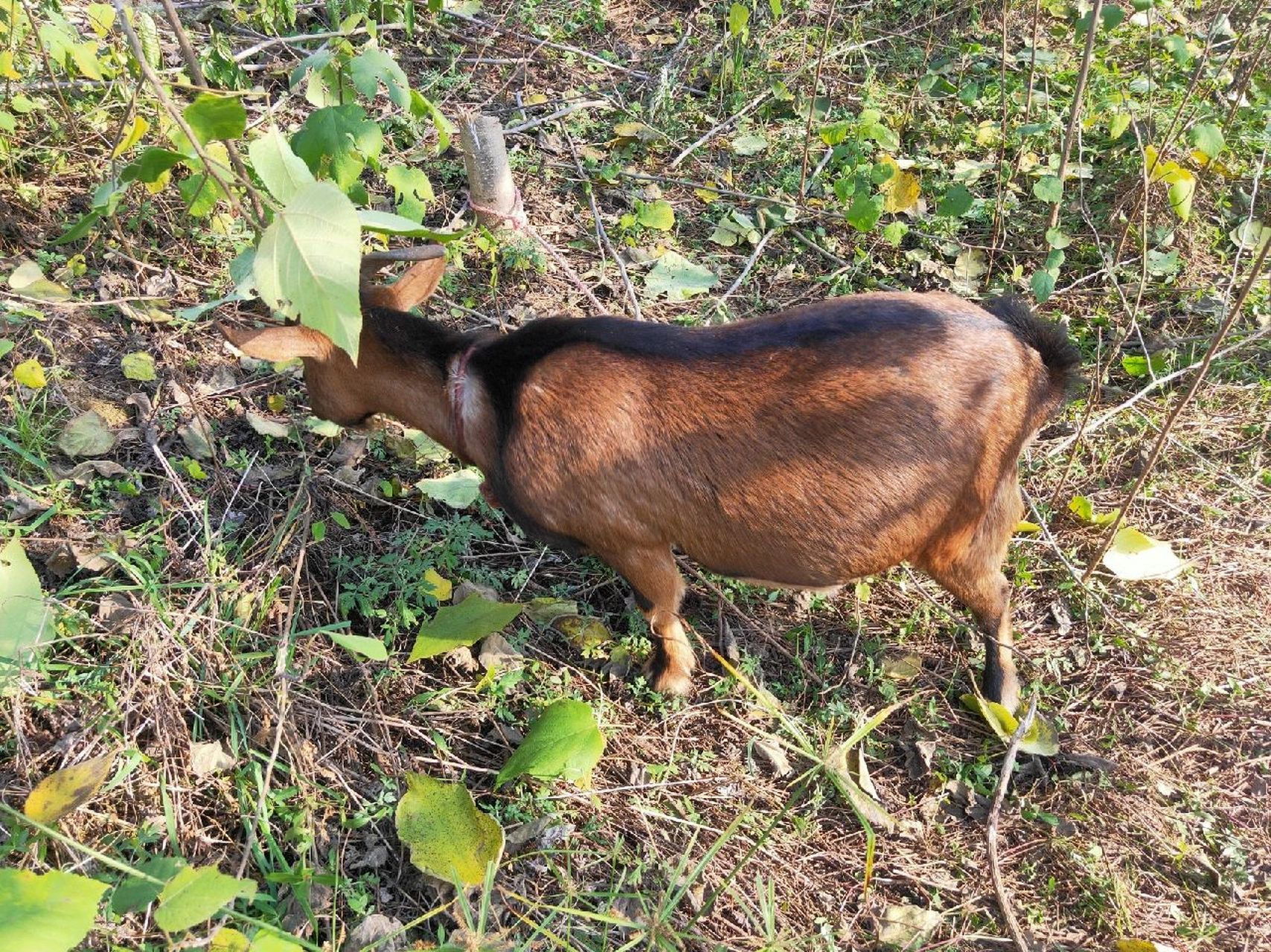 南江黄羊和黑山羊放养