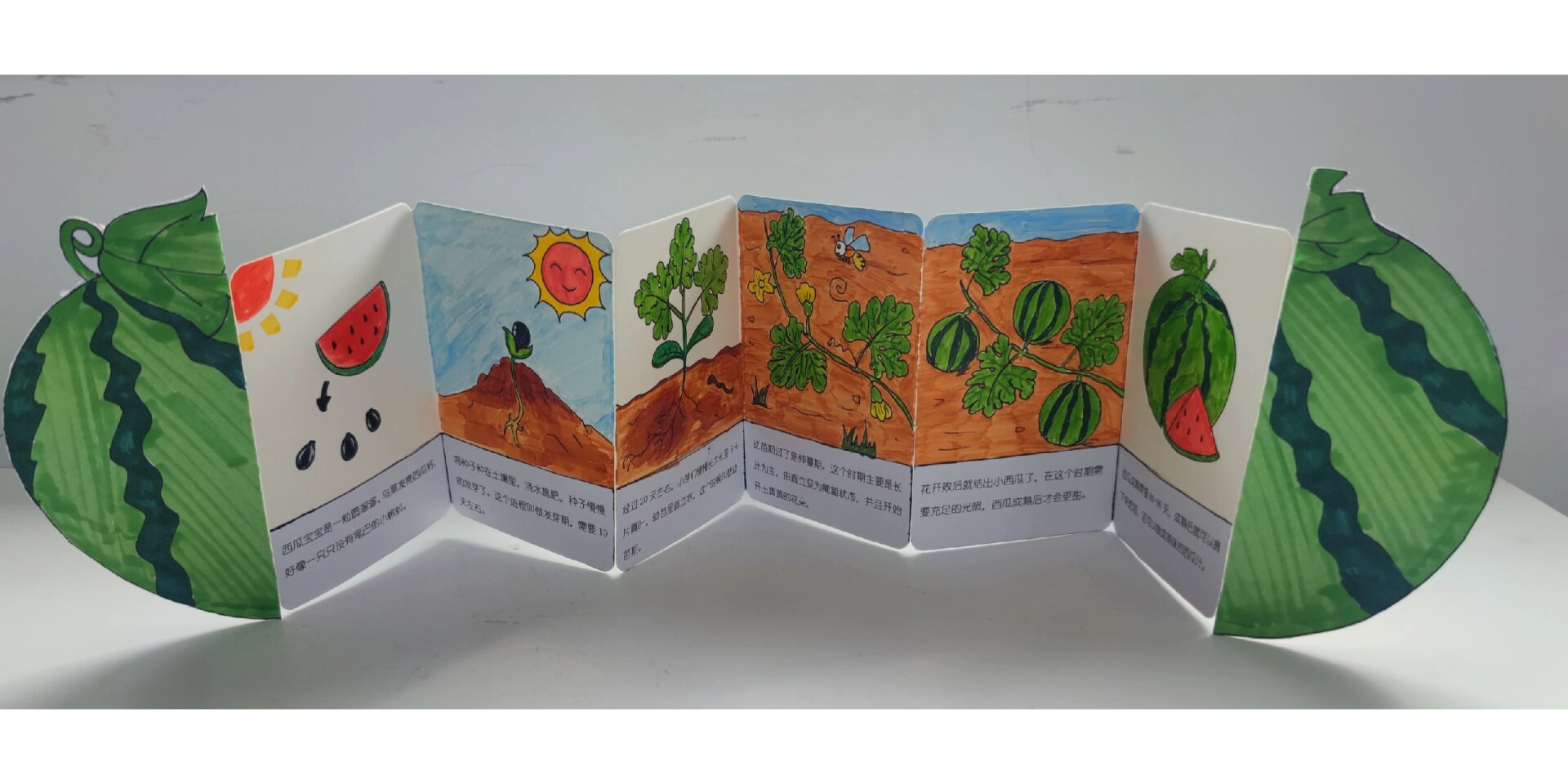 西瓜的成长过程