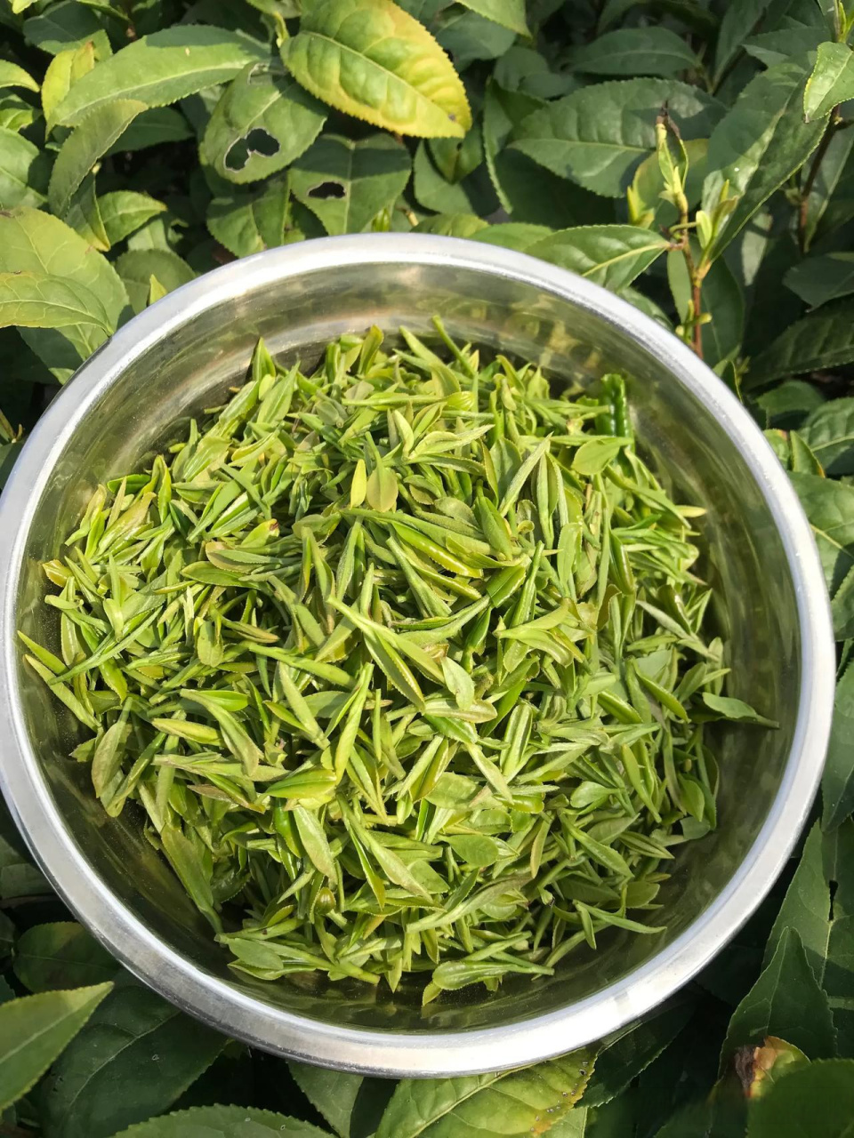 卢比奥英山云雾茶 英山云雾茶在森林覆盖率超过70%,负氧离子含量高,是