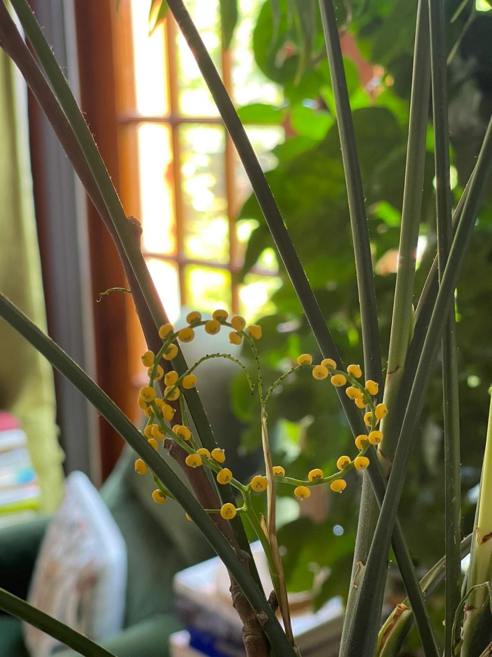 凤尾竹开花了,居然是可爱的爱心型 凤尾竹开花了,居然是可爱的爱心型.