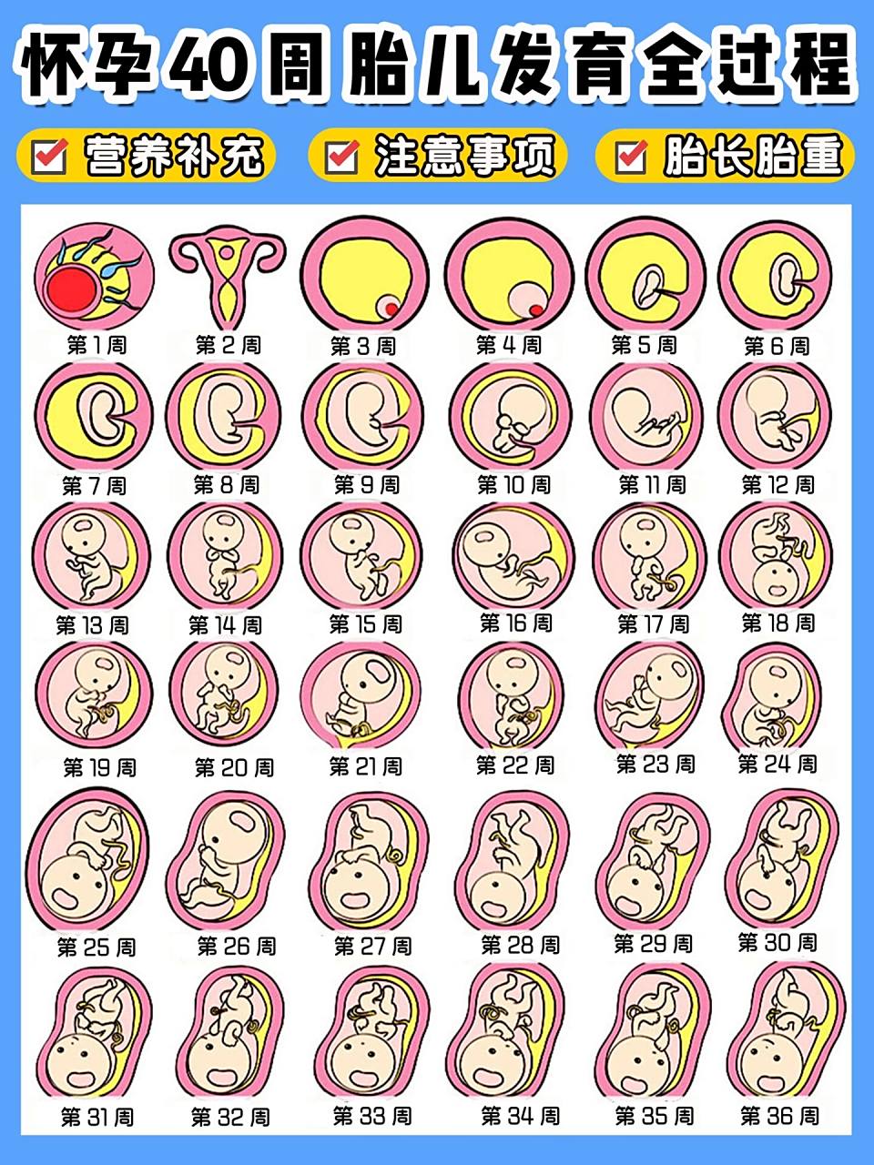 在这孕育宝宝的40周里,胎宝宝是如何发育的呢,孕期每个阶段又有哪些