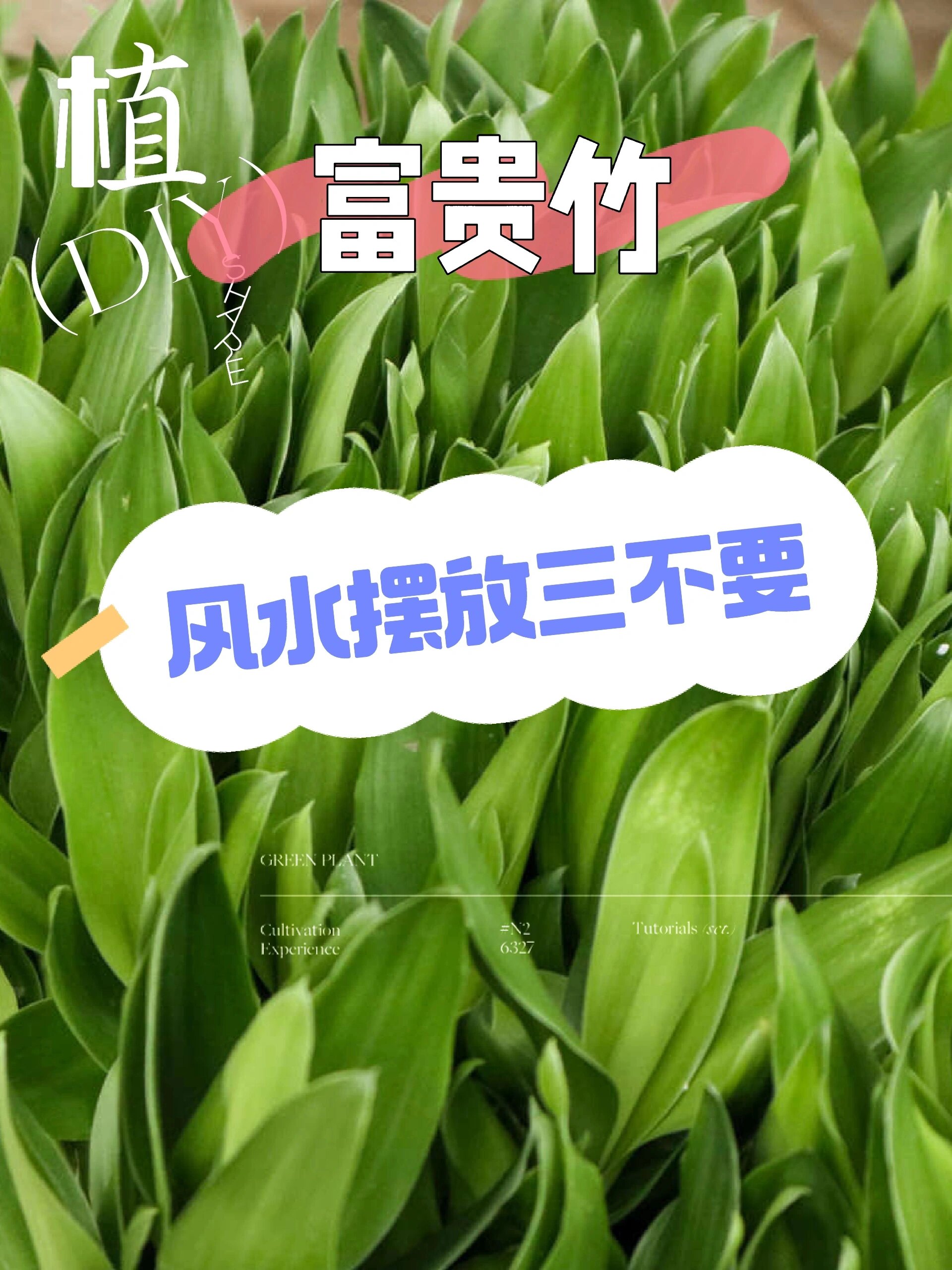 注意!富贵竹风水摆放三不要,你知道吗