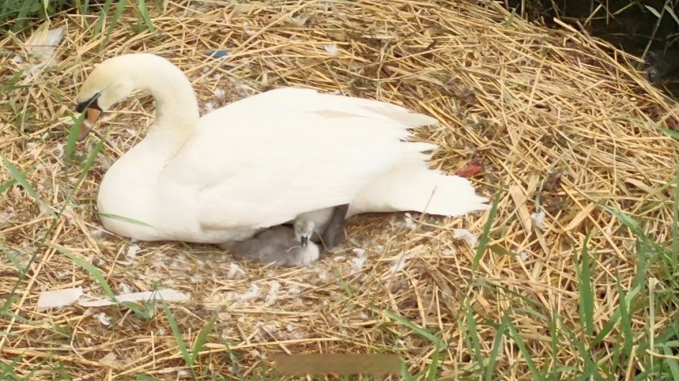 窝天鹅宝宝出壳】 5月21日早上,郑州北龙湖又有一窝疣鼻天鹅宝宝出壳
