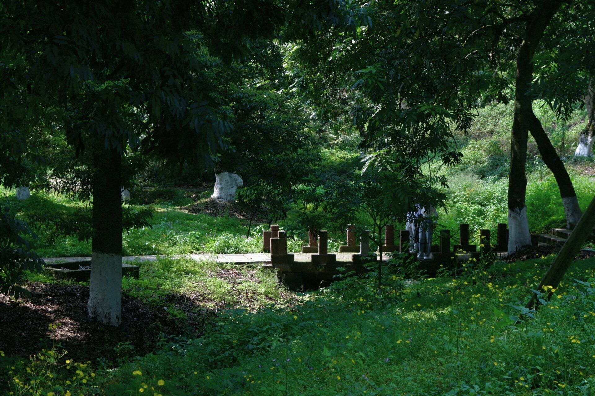 周末就来泸州张坝桂圆林466159815景区 〖泸州市张坝桂圆林