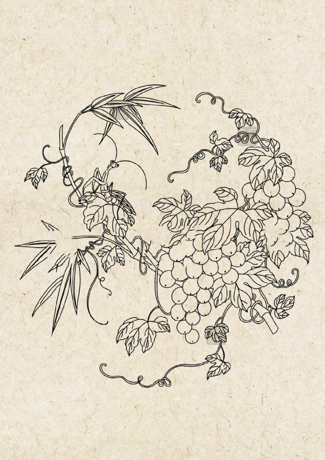 国风元素|葡萄藤线稿