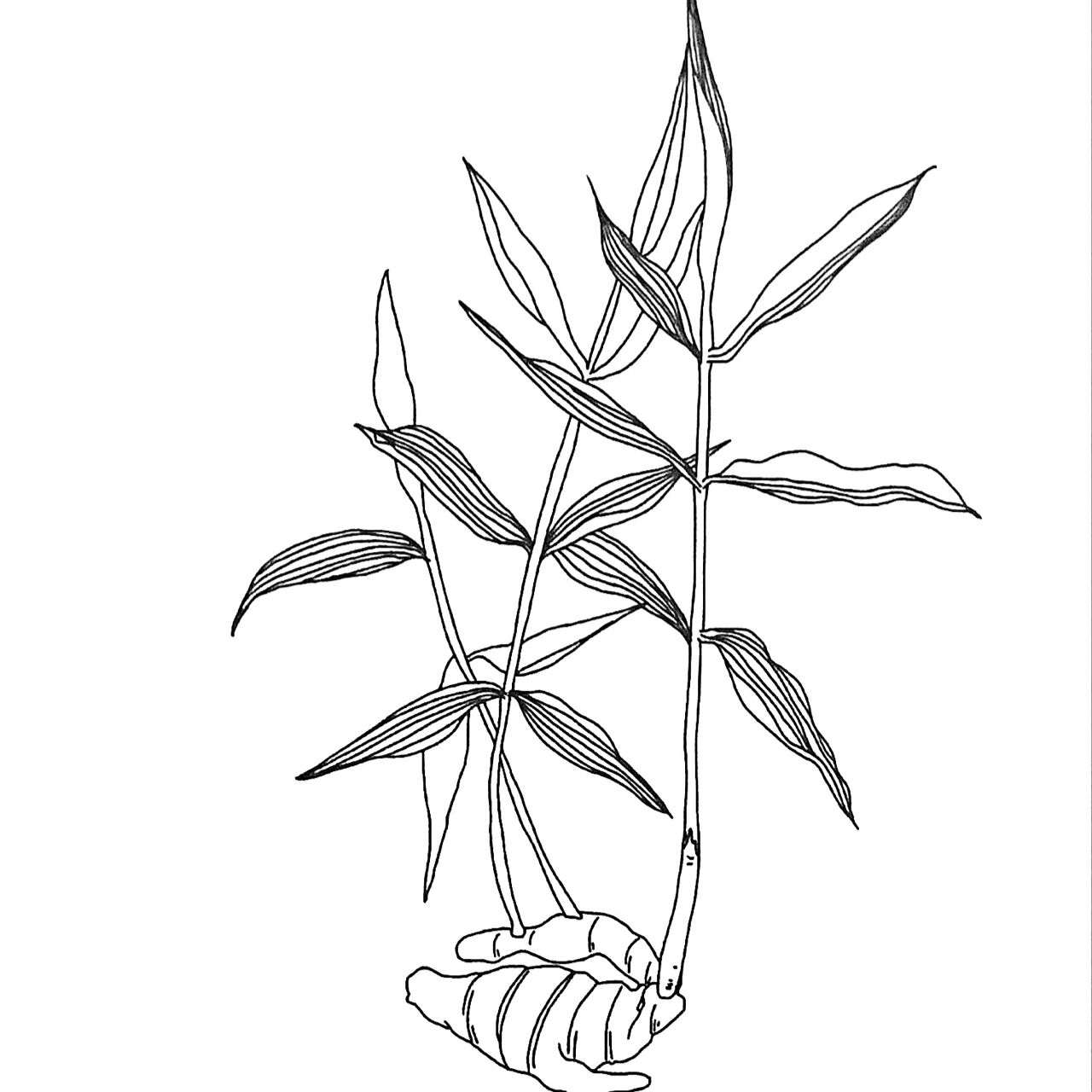 一起来学中药吧!