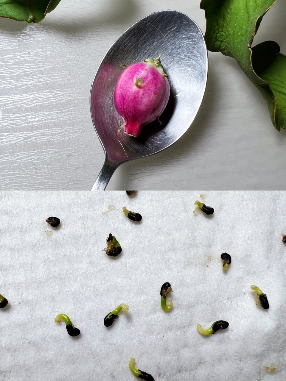 卷叶昙花又惊喜了 前两天卷叶昙花结果的帖子发布以后 好多花友建议我