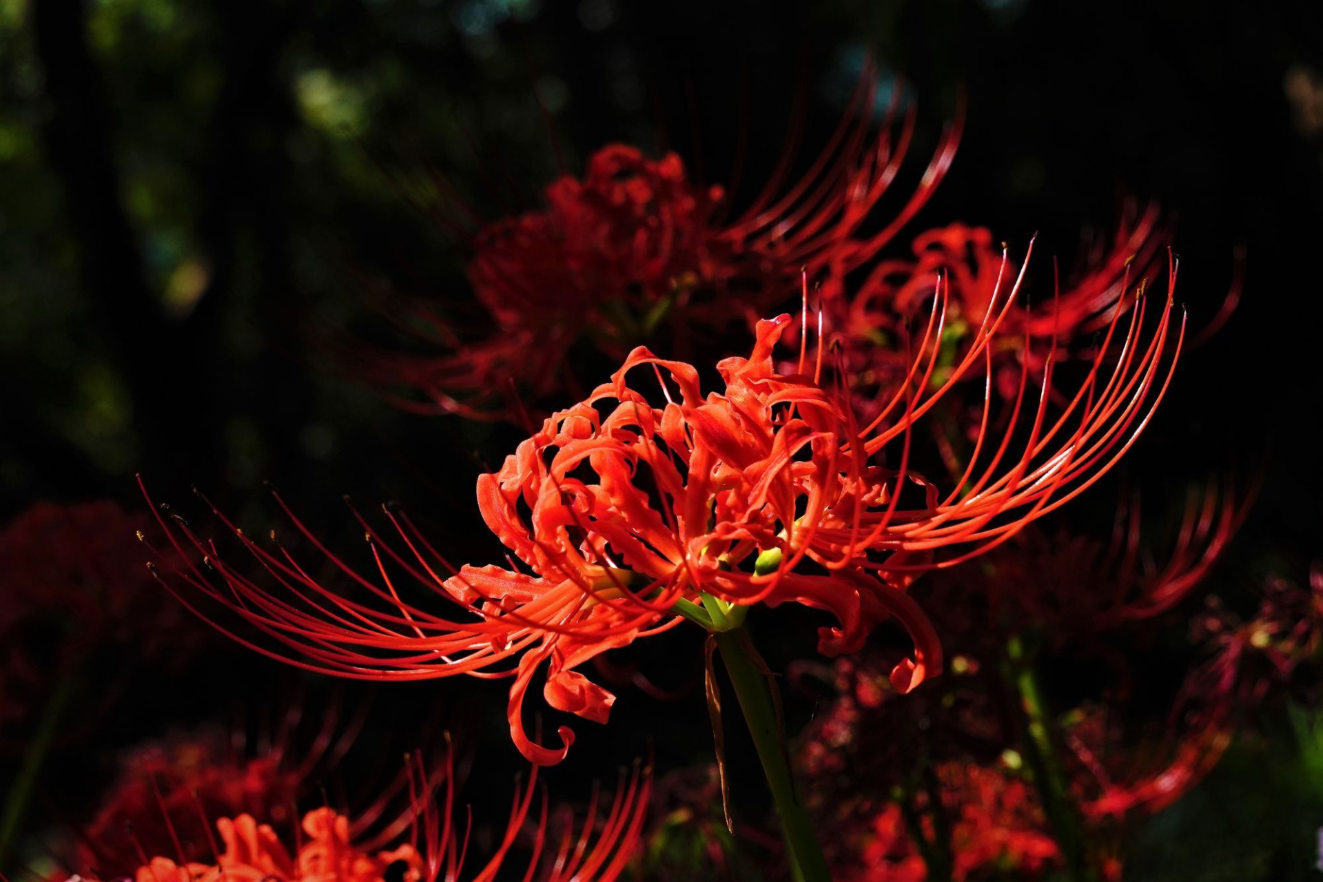 她生长在黄泉路上,那里的彼岸,是一个无法触及的远方.