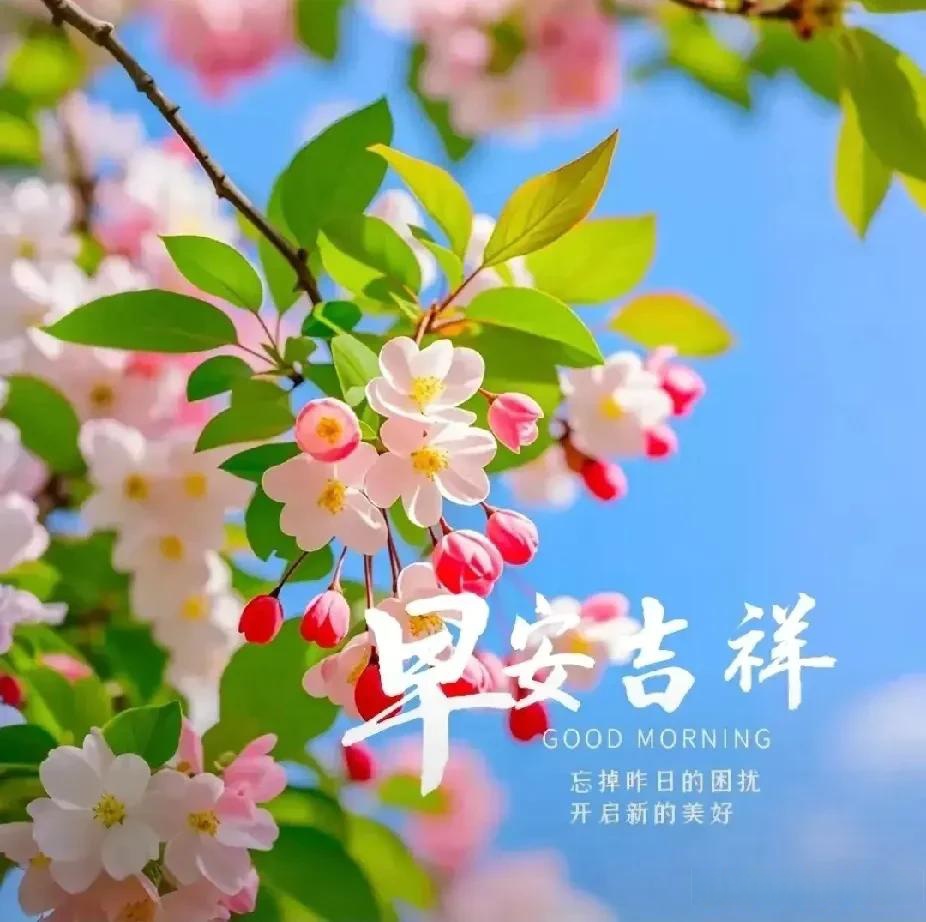 春日生活打卡季 早上好 你有没有想过,一朵花竟然能承载一个世界的