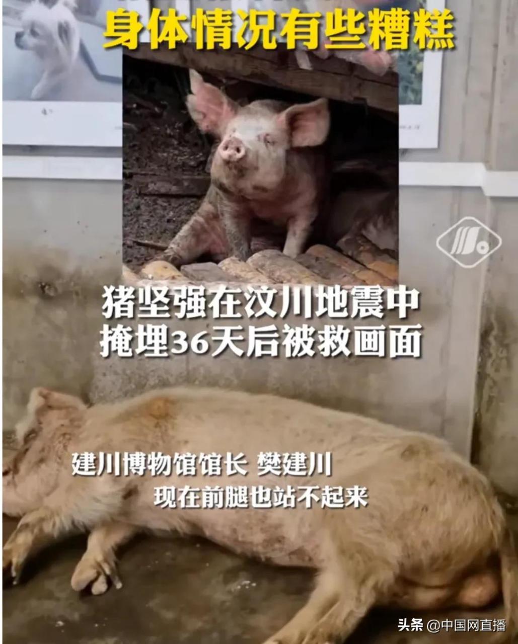 从2008年汶川地震废墟中被救出的"猪坚强",已经在建川博物馆生活了