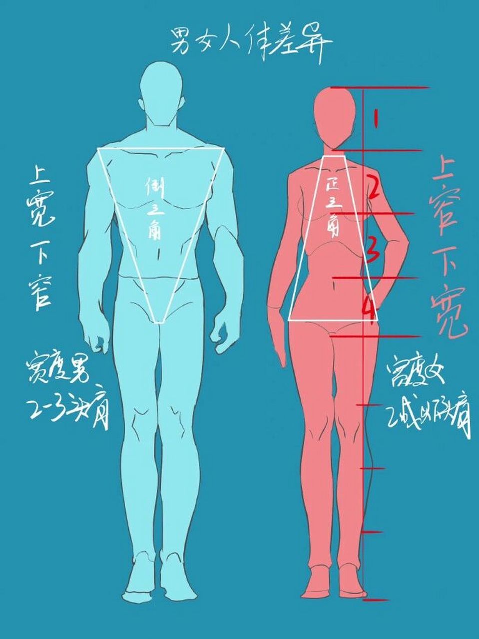 男女骨骼差异图肌肉图片