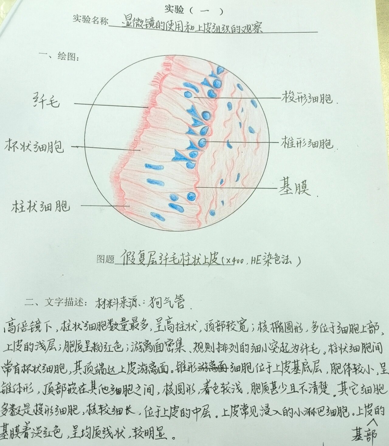 假复层纤毛柱状上皮细胞手绘图 可恶为什么对着书抄文字描述都会抄错
