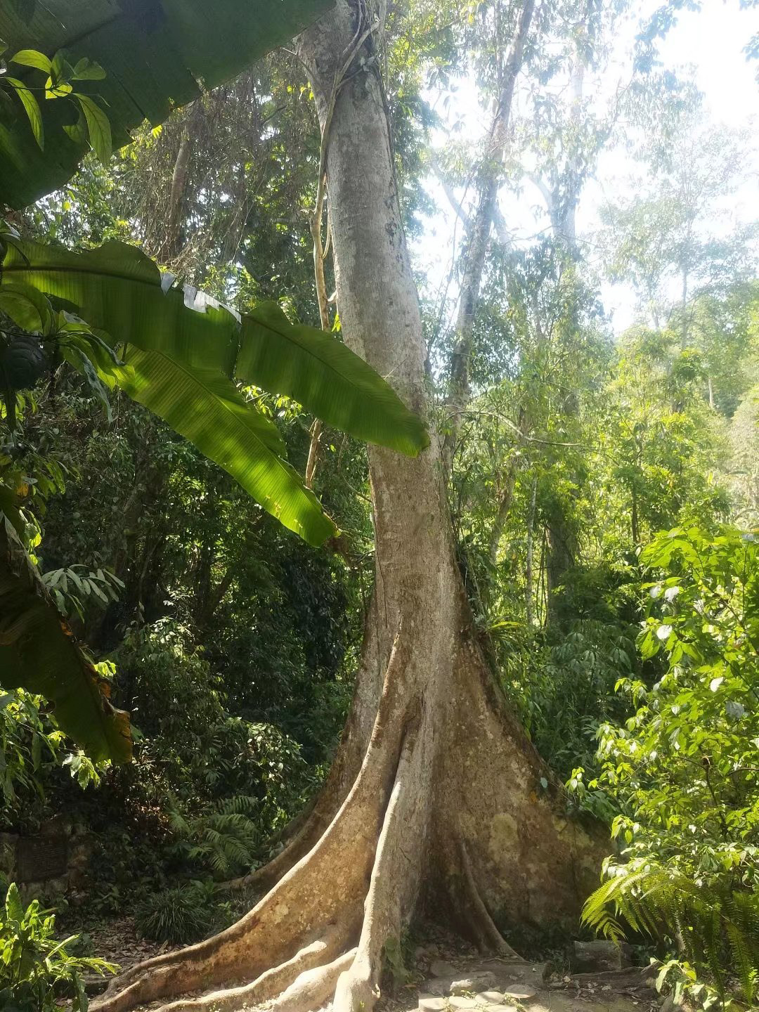 西双版纳绞杀榕