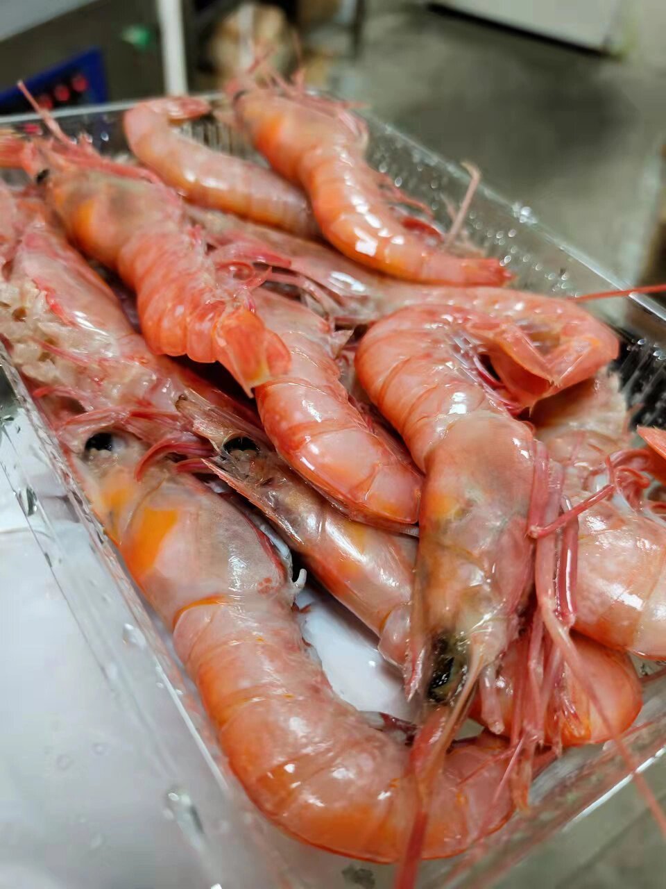 东海品质红虾,盐烤,刺身,海的味道虾知道98 08舟山产的东海红虾是