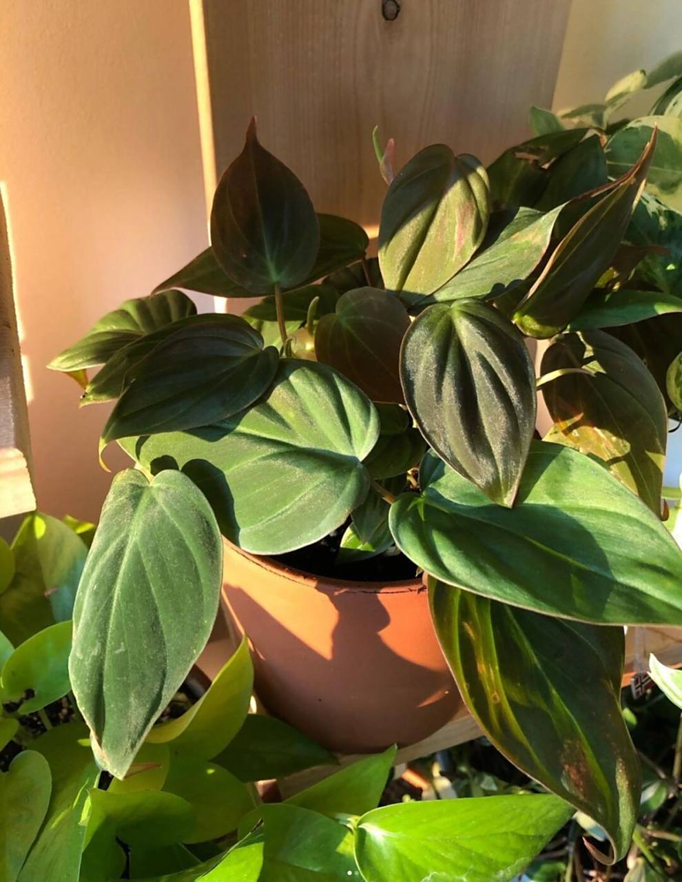 为什么叫云母蔓绿绒?