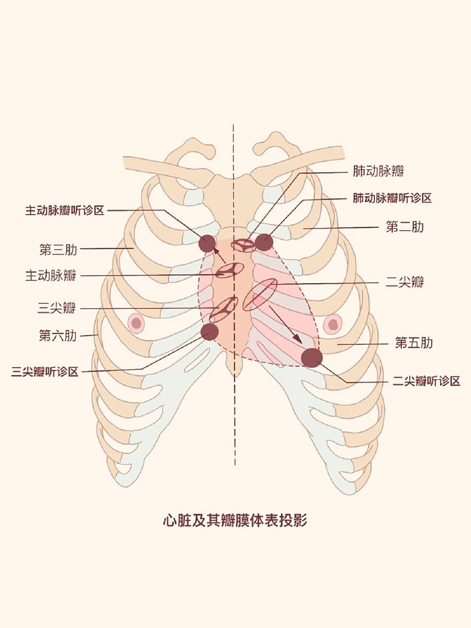 【解剖书教材重绘63】心内注射操作避免气胸 【敲重点】全是基础全是