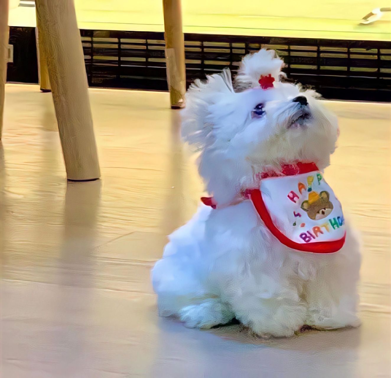 北戴河机场大巴怎么坐啊啊啊 明早8点45点落地北戴河机场,机场大巴能