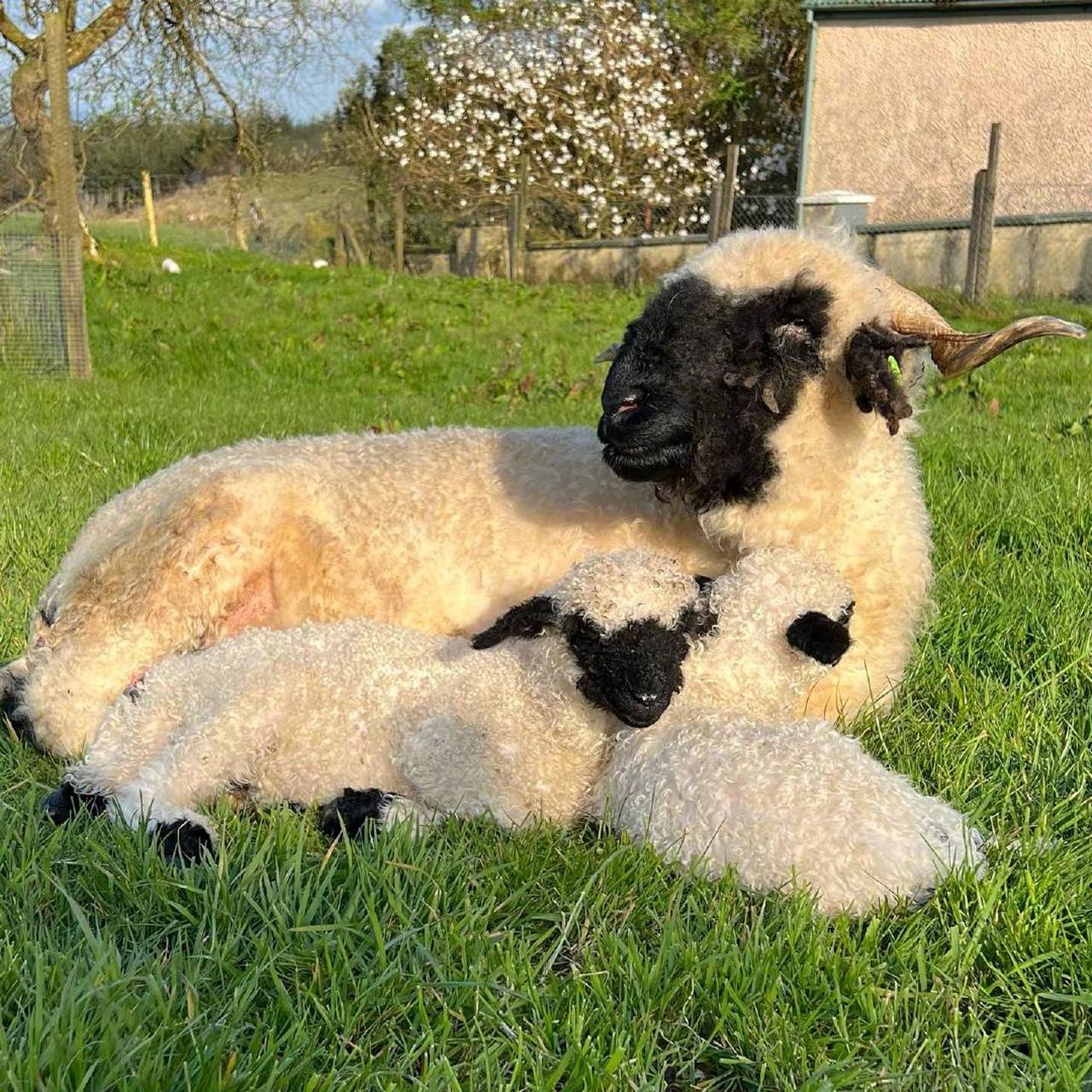 苏格兰黑脸羊就是一种凑近了也分辨不清五官怎么长的小羊