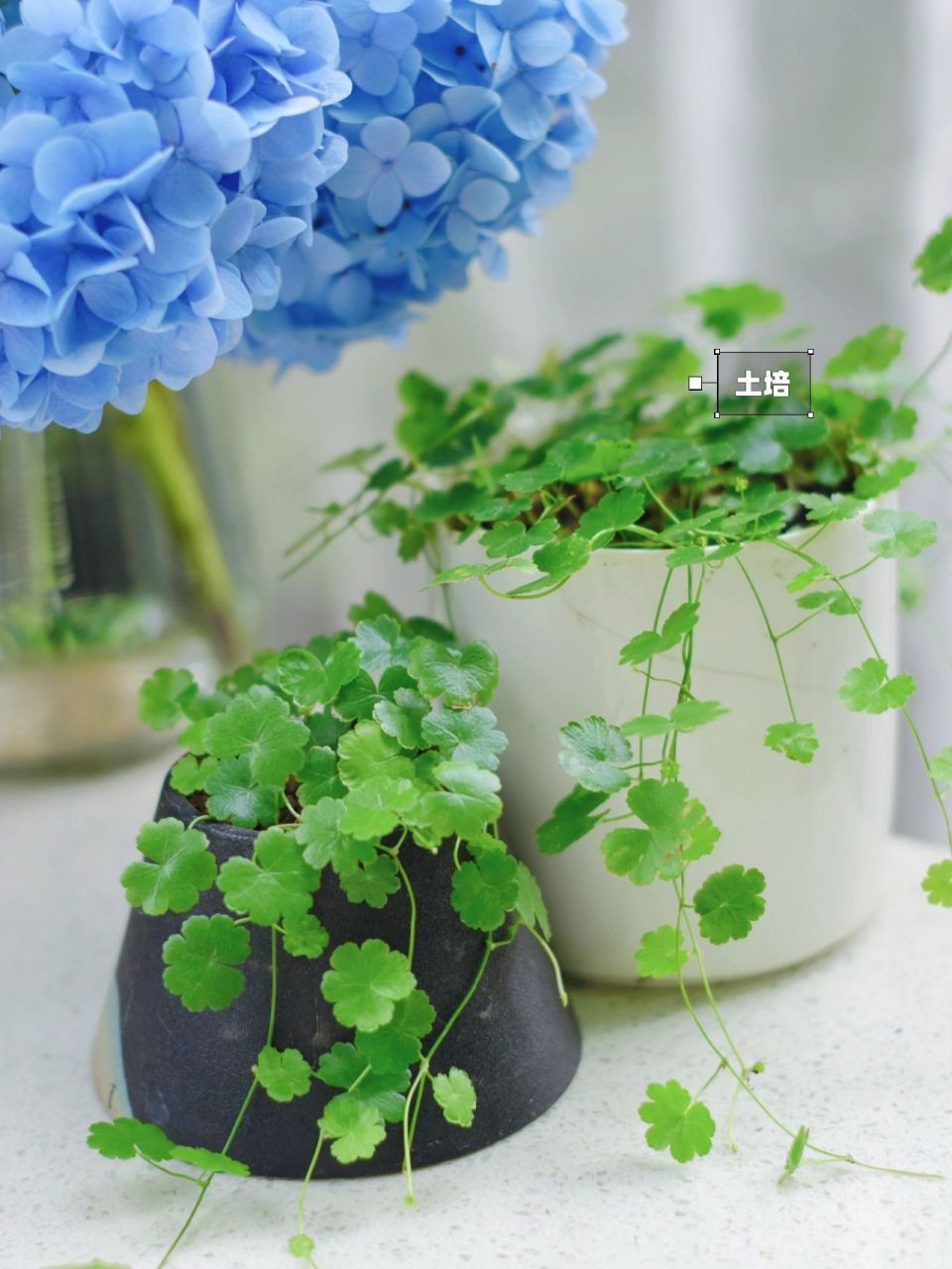 植物|把野草种在花盆里,竟如此好看 这个可爱的小植物其实是叫天胡荽